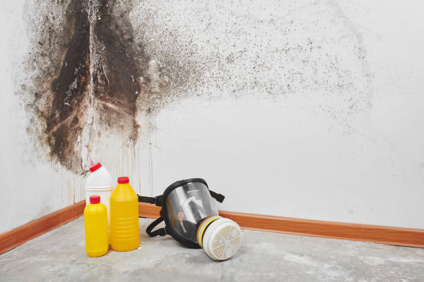 Best Mold Damage Repair  in Siesta Key, FL