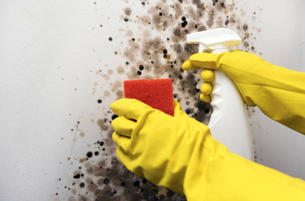 Best Commercial Mold Removal  in Siesta Key, FL